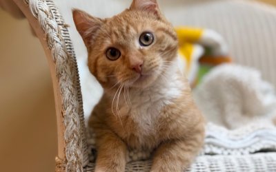 Jaro – Wohnungshaltung mit gesicherten Freigang