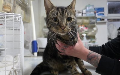 Fundkater aus Henstedt-Ulzburg