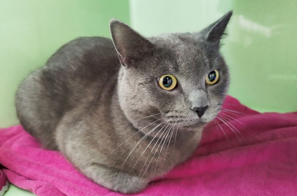 Fundkater aus Norderstedt