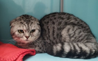Fundkater Norderstedt