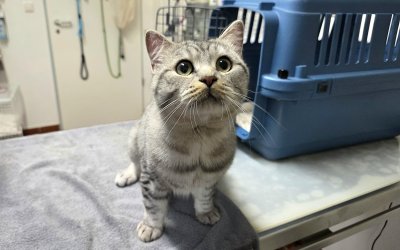 Fundkater aus Norderstedt