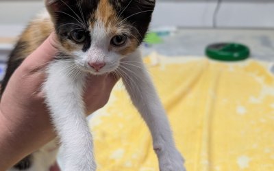 Weibliche Fundkitte aus Norderstedt