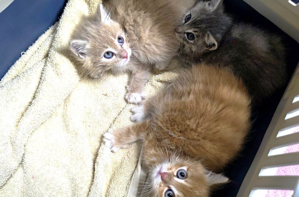 3 Kitten H.-U.