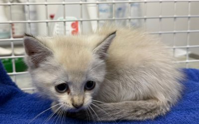 Fundkitte aus Lentförden
