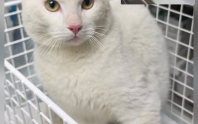 Fundkater Norderstedt