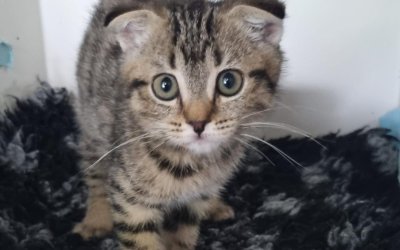 Weibliche Fundkitte aus Ellerau