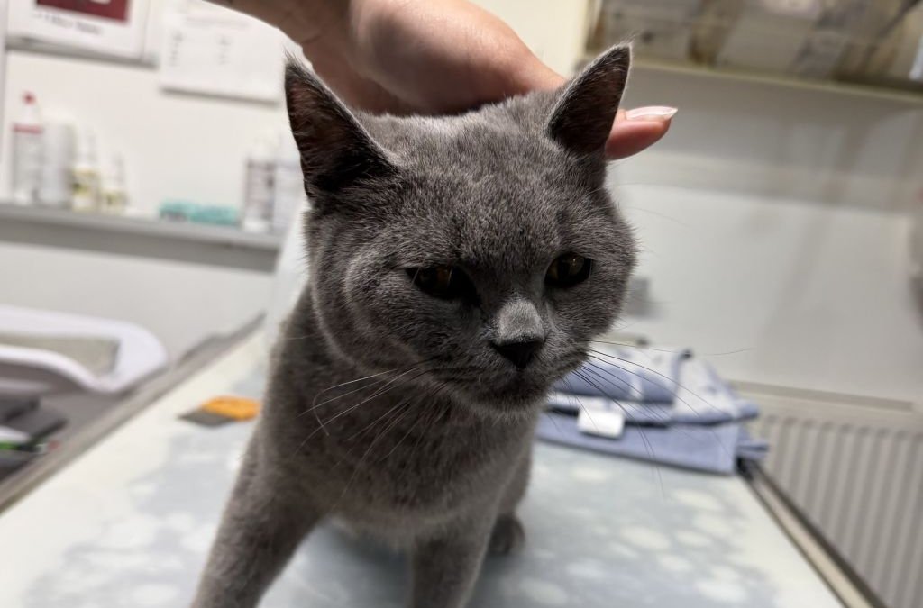 Fundkatze Hartenholm