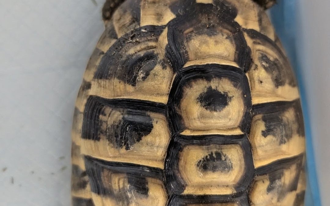 Landschildkröte Kaltenkirchen