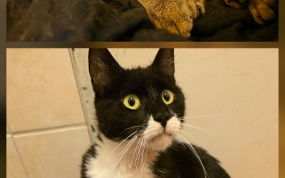 Fundkatze + junger Fundkater aus Lentförden