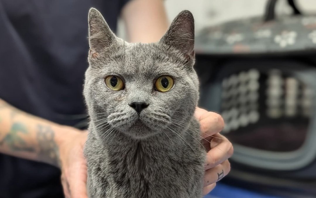 Katze Kaltenkirchen