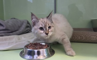 Fundkitte aus Norderstedt