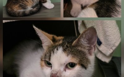 Fundkatze mit 2 Kitten aus Norderstedt