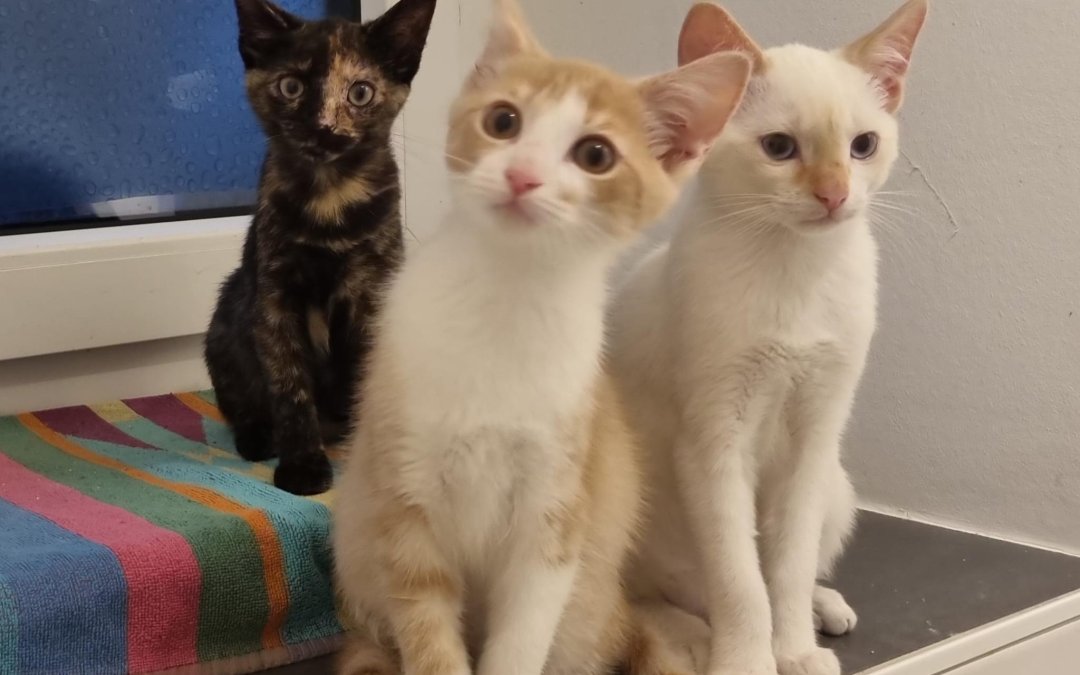 Hilfe – wir benötigen Futter für 72 Kitten !
