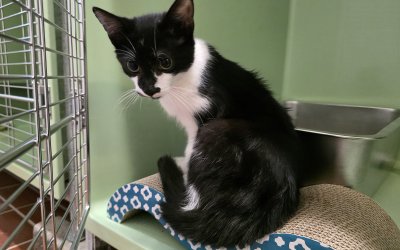Fundkitte aus Norderstedt