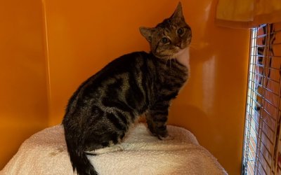 Fundkatze aus Henstedt-Ulzburg