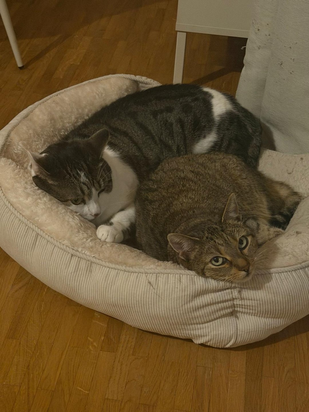Jara & Simba, Europäisch Kurzhaar – Tierheim Henstedt-Ulzburg