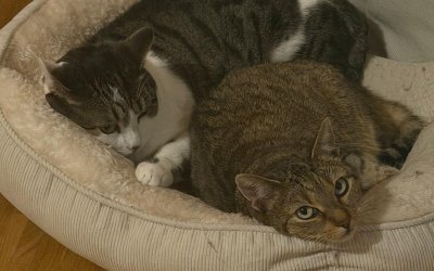 Jara & Simba