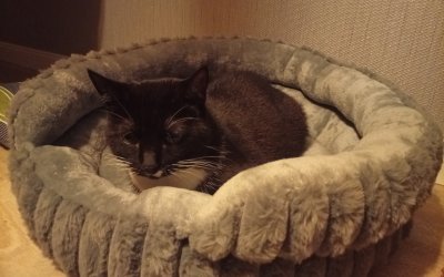 Kaya