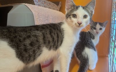 2 Fundkater aus Henstedt-Ulzburg