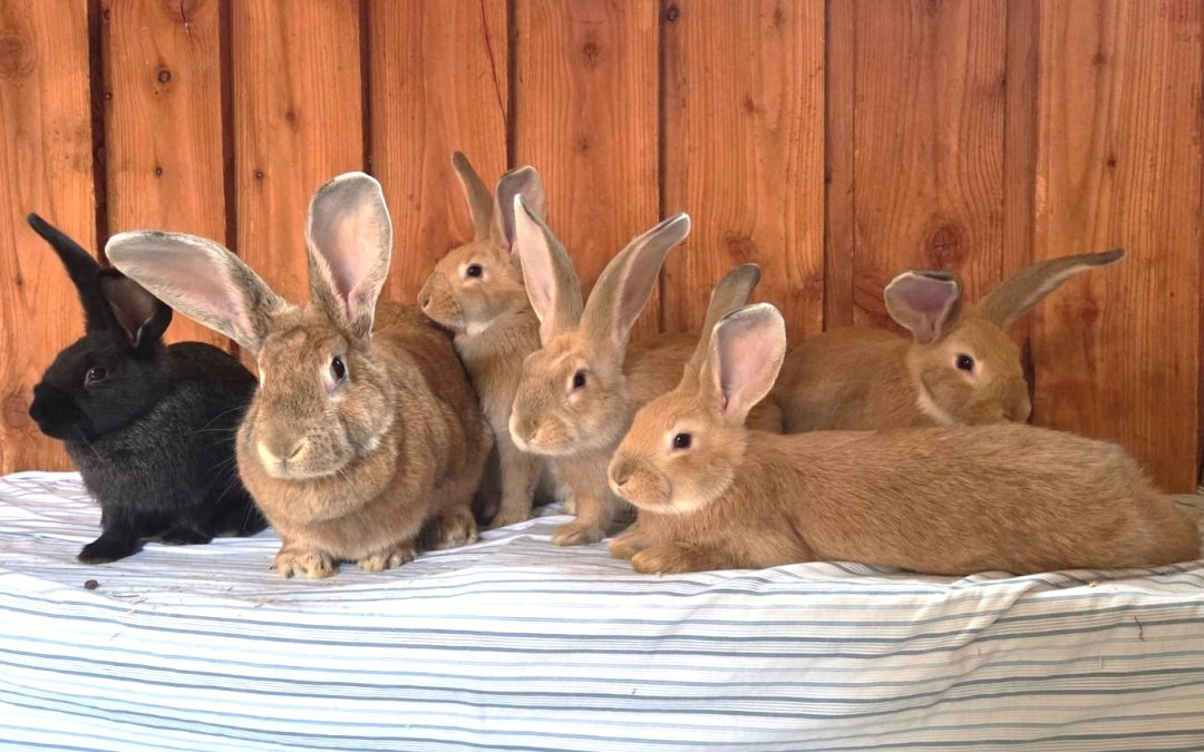 Riesenbabys