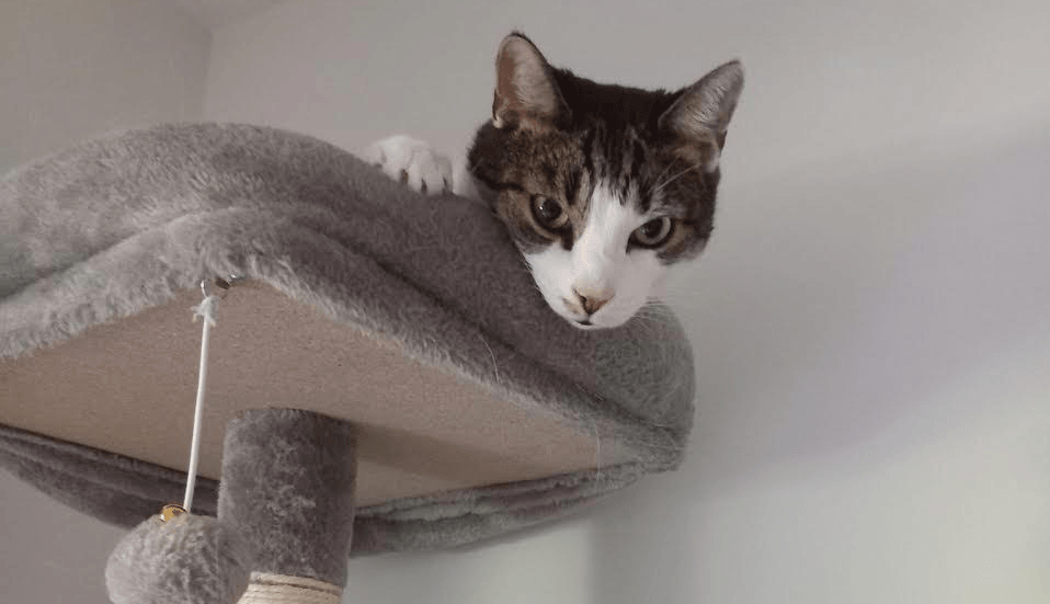 Rambo – Tierheim Henstedt-Ulzburg