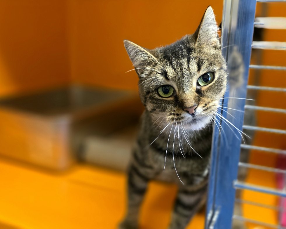 Molly, EKH – Tierheim Henstedt-Ulzburg