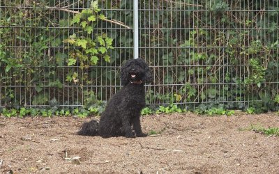 Balu