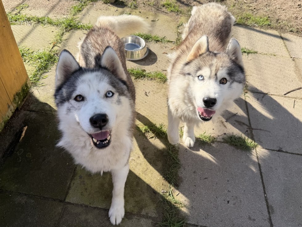 Jakiro & Ithil, Sibirische Huskys, aktuell ca. 25kg – Tierheim Henstedt-Ulzburg
