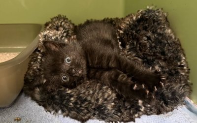 Fundkitte aus Schmalfeld